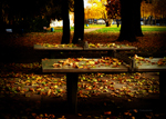 木漏れ日のある秋の卓球台